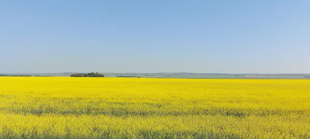 Canola field with distant uplands